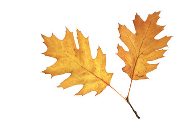 Close-up of autumn leaf - studo shot