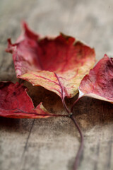Close-up of autumn leaf - studo shot