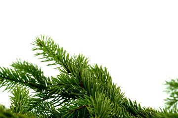 Pine branch on white background