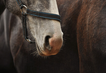 Nose of a gray horse in a halter