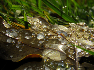 Morning dew on a dry oak leaf.