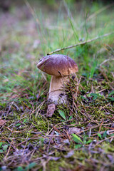 close up of a mushroom growing in the moss and grass