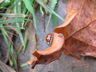 Ladybird on a dry oak leaf