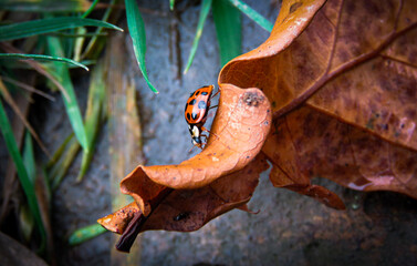 Ladybird on a dry oak leaf.