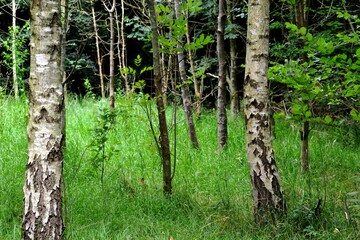 Young trees in the forest in summer, Coventry, England, UK
