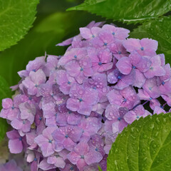 雨上がりの紫陽花（Hydrangea）
