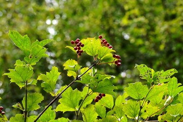 Closeup of guelder-rose berries, England
