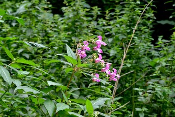 Closeup of Himalayan balsam in the forest in summer, Coventry, England, UK