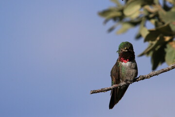 Colibrí cola ancha (Selasphorus platycercus) fotografiado en el rancho de Chinamas Jalisco, México con una CANON 80D y el lente SIGMA 150-600 mm © ABRAHAM