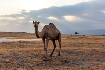 camel in the desert