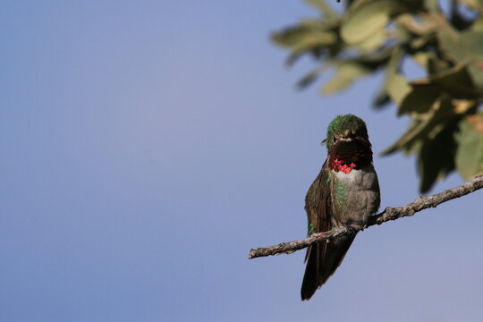 Colibr&iacute; cola ancha (Selasphorus platycercus) fotografiado en el rancho de Chinamas Jalisco, M&eacute;xico con una CANON 80D y el lente SIGMA 150-600 mm