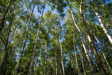 Obraz premium forsest with birch trees with blue sky during a sunny day