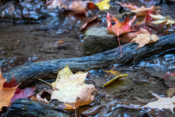 Close up of Leaves before Winter rolls in