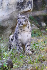 Fototapeta premium lynx in the snow