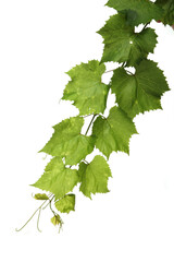 Grapes leafs on white background