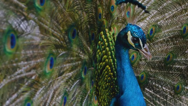 Close up of peacock parading with open tail feathers.