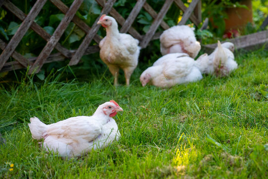 brojler birds in the green garden