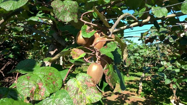 Footage of kiwi fruits on tree captured in a mountain village in Trabzon city of Black sea region in Turkey. Beautiful nature scene in sunny day.