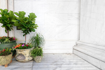 potted plants against white marble background