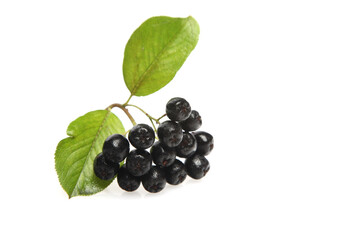 Black chokeberry on white background