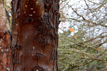 Tree Trunk with Leaf 01