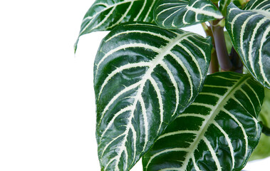 aphelandra plant close up, isolated on white backrgound