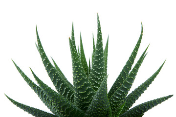 haworthia plan isolated on white backrgound