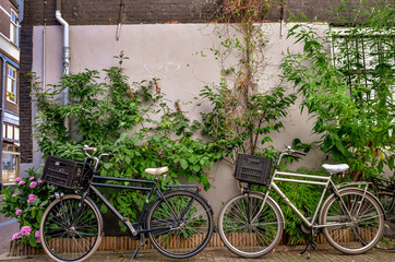 Fototapeta na wymiar Two vintage city bicycles parked near wall with green ivy plant .