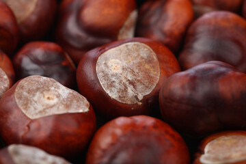 Obraz premium CheChestnut on wooden background - studio shot