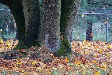 Maple Tree Trunks 01