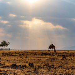 camel in the desert