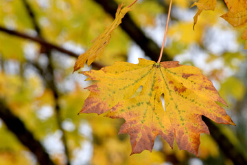 Yellow Maple Leaf 01