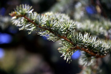 Sprig of fir in the foreground against the dark background of the forest