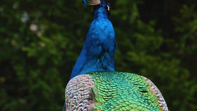 Close up of male peacock looking around.