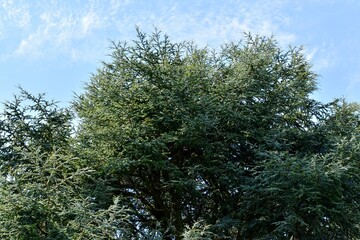 Closeup of atlas cedar branches, England, UK