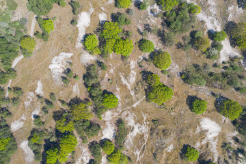 Aerial drone view of heathland near Burgh-Haamstede in Zeeland, Netherlands, showing sandy patches, low shrubs and scattered pine trees across a patchy landscape under clear spring light in April 2020