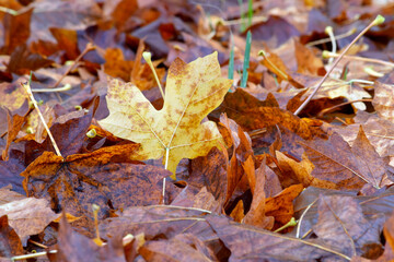 Yellow Maple Leaf 06