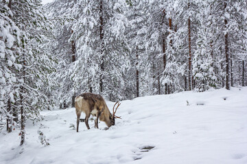 The deer in the snow of winter forest.