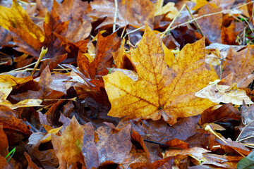 Autumn Maple Leaf 03