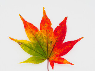 三色のイロハモミジ