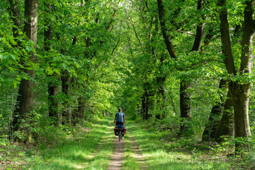 Cyclist on a forest road in summer