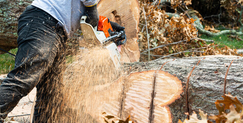 Chainsaw slicing up a large tree trunk while cleaning up after a wind storm