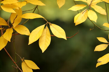 Obraz premium 色づく葉っぱ