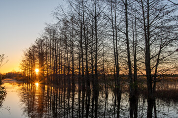 Reflected Sunrise through the Tree Line