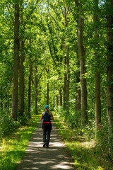 Sunlit cycling path lined by tall deciduous trees cuts through a lush forest near Wieringerwerf in North Holland, Netherlands. Dappled sunlight filters through the canopy, casting shadows on the grave