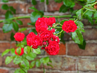 Climbing red rose blooms and green leaves against a brick wall
