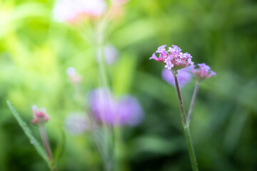 The background image of the colorful flowers