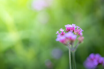 The background image of the colorful flowers