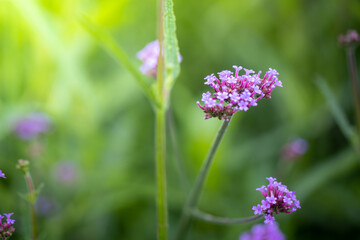 The background image of the colorful flowers