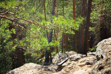 Pinewood nearby Racheyka, west of Samara region.